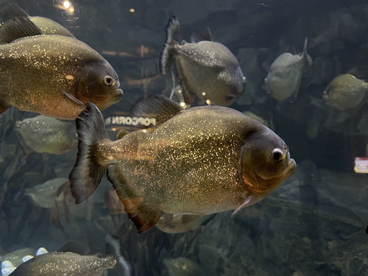 red-bellied piranha (pygocentrus nattereri) (1)