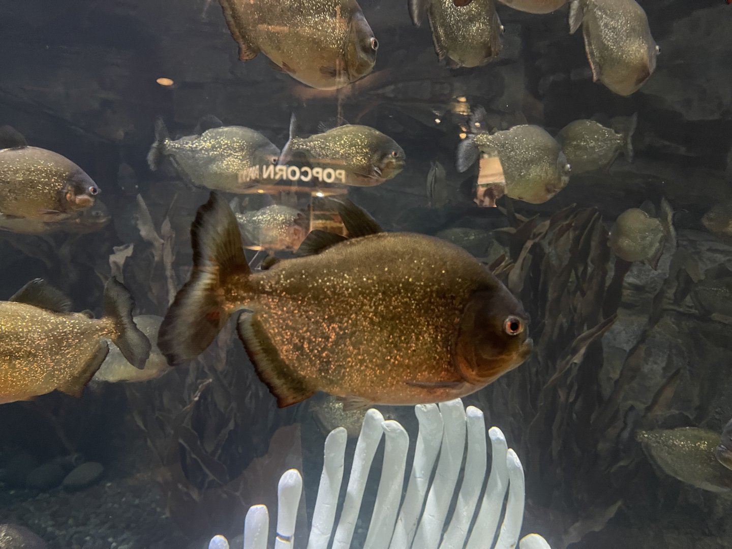 red-bellied piranha (pygocentrus nattereri) (2)