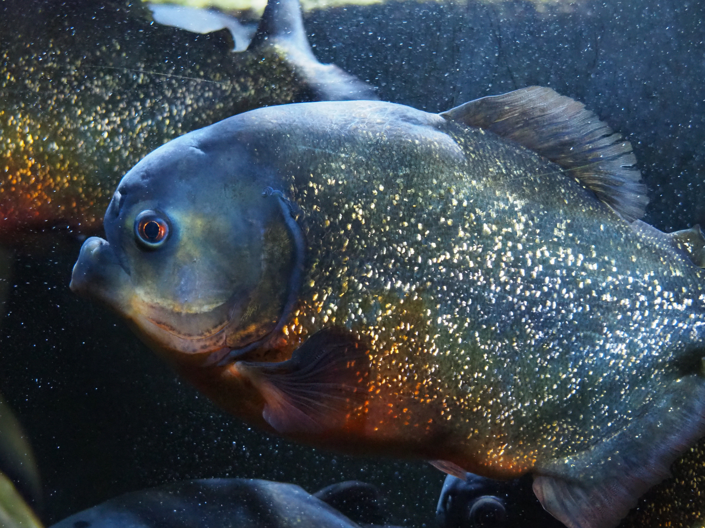 Red-bellied piranha (Pygocentrus nattereri), 2019-10-05