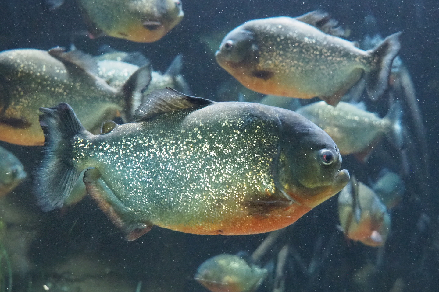 Red-bellied piranha (Pygocentrus nattereri), 2021-07-17