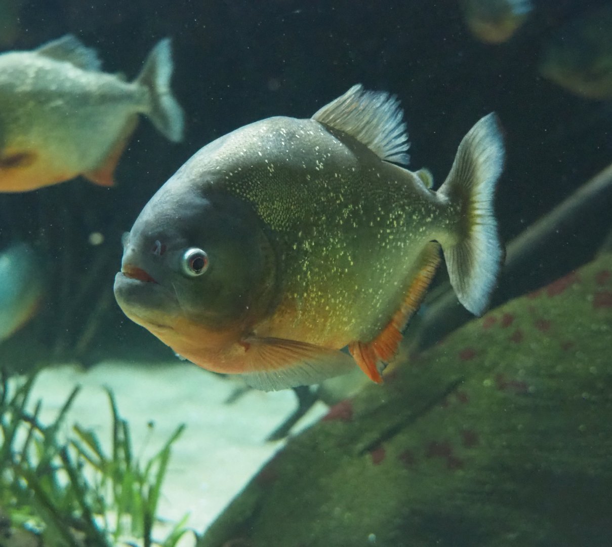 Red-bellied piranha (Pygocentrus nattereri), 2022-05-26