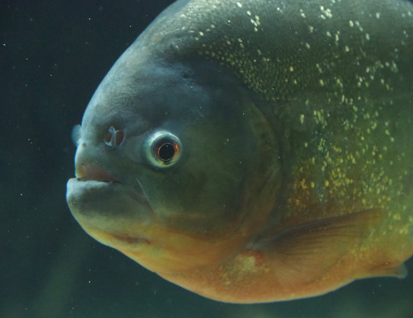 Red-bellied piranha (Pygocentrus nattereri), 2022-05-26