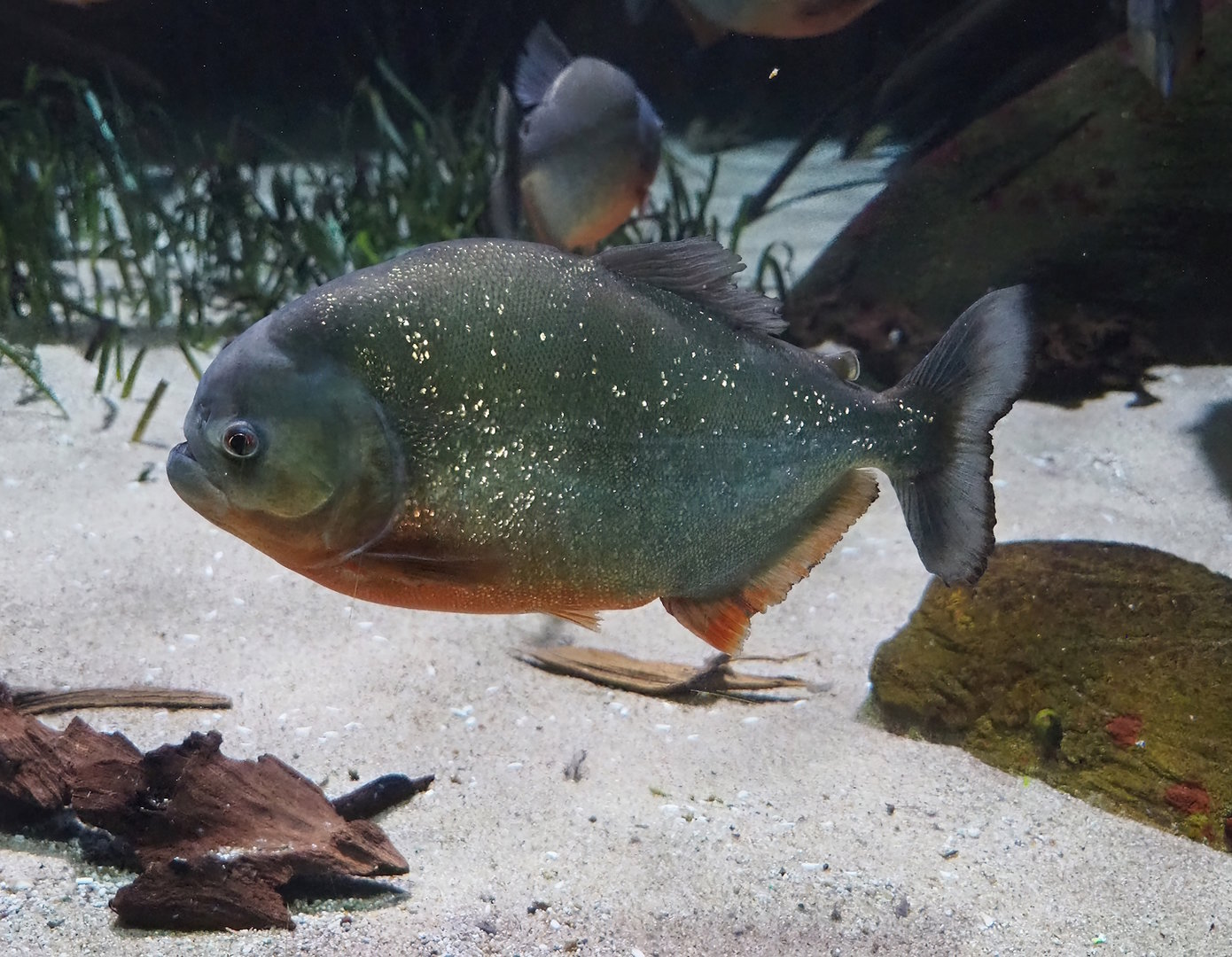 Red-bellied piranha (Pygocentrus nattereri), 2022-08-16