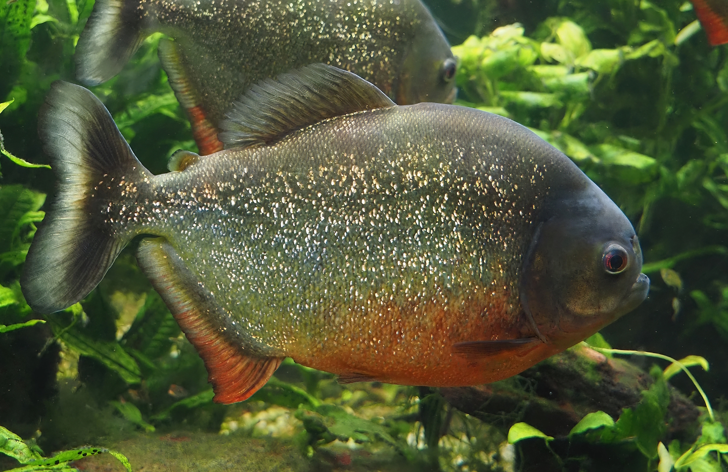 Red-bellied piranha (Pygocentrus nattereri), 2024-06-08