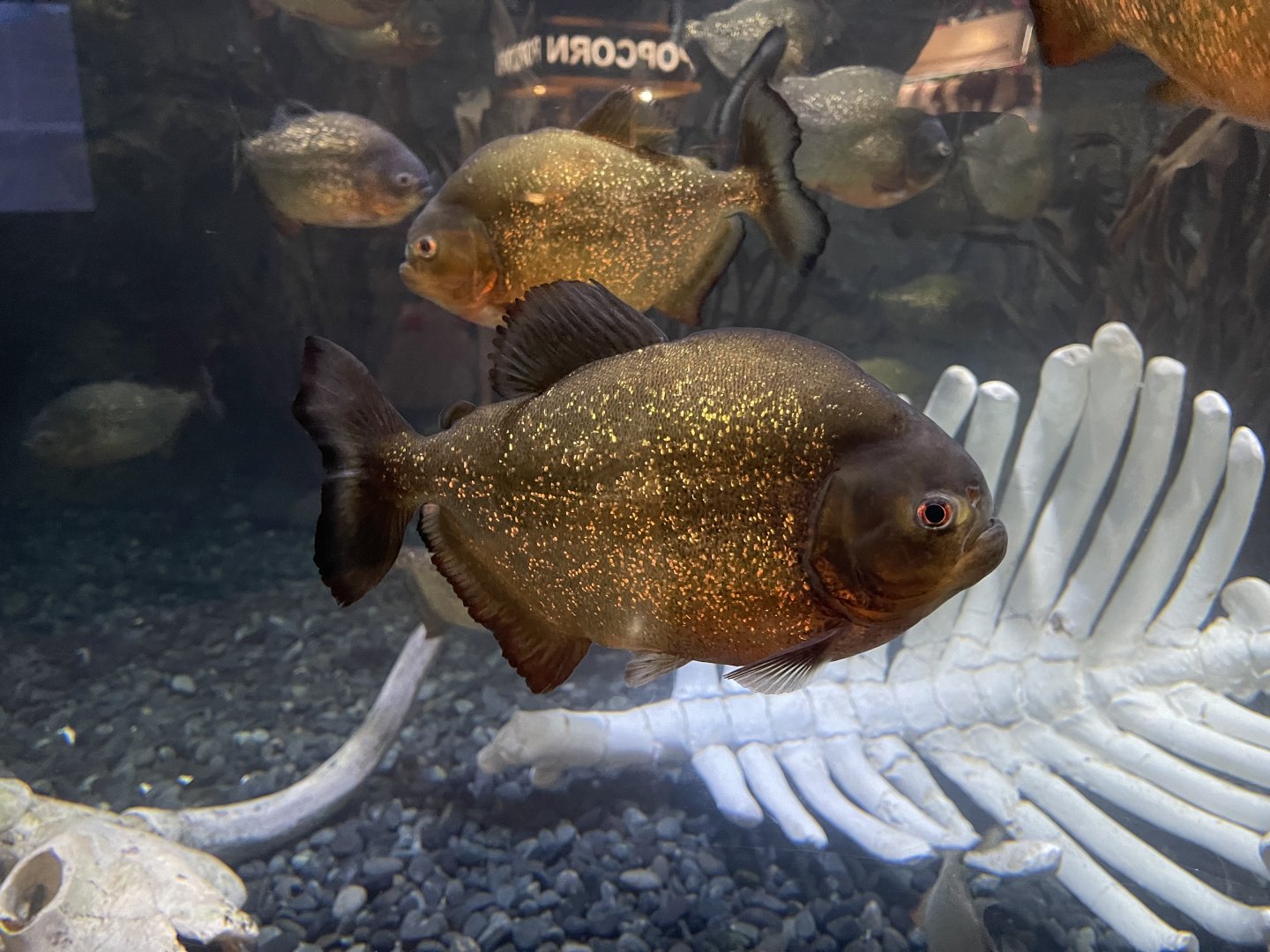 red-bellied piranha (pygocentrus nattereri) (3)