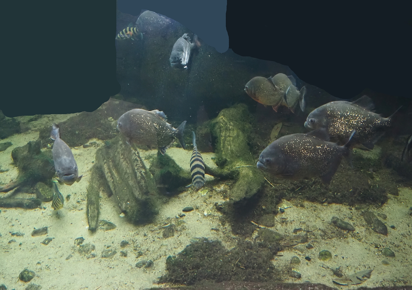 Red-bellied piranha (Pygocentrus nattereri) and Banded Leporinus (Leporinus fasciatus) in caiman exhibit, 2024-06-30