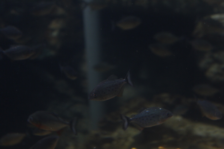 Red-bellied piranha (Pygocentrus nattereri) - BXSea