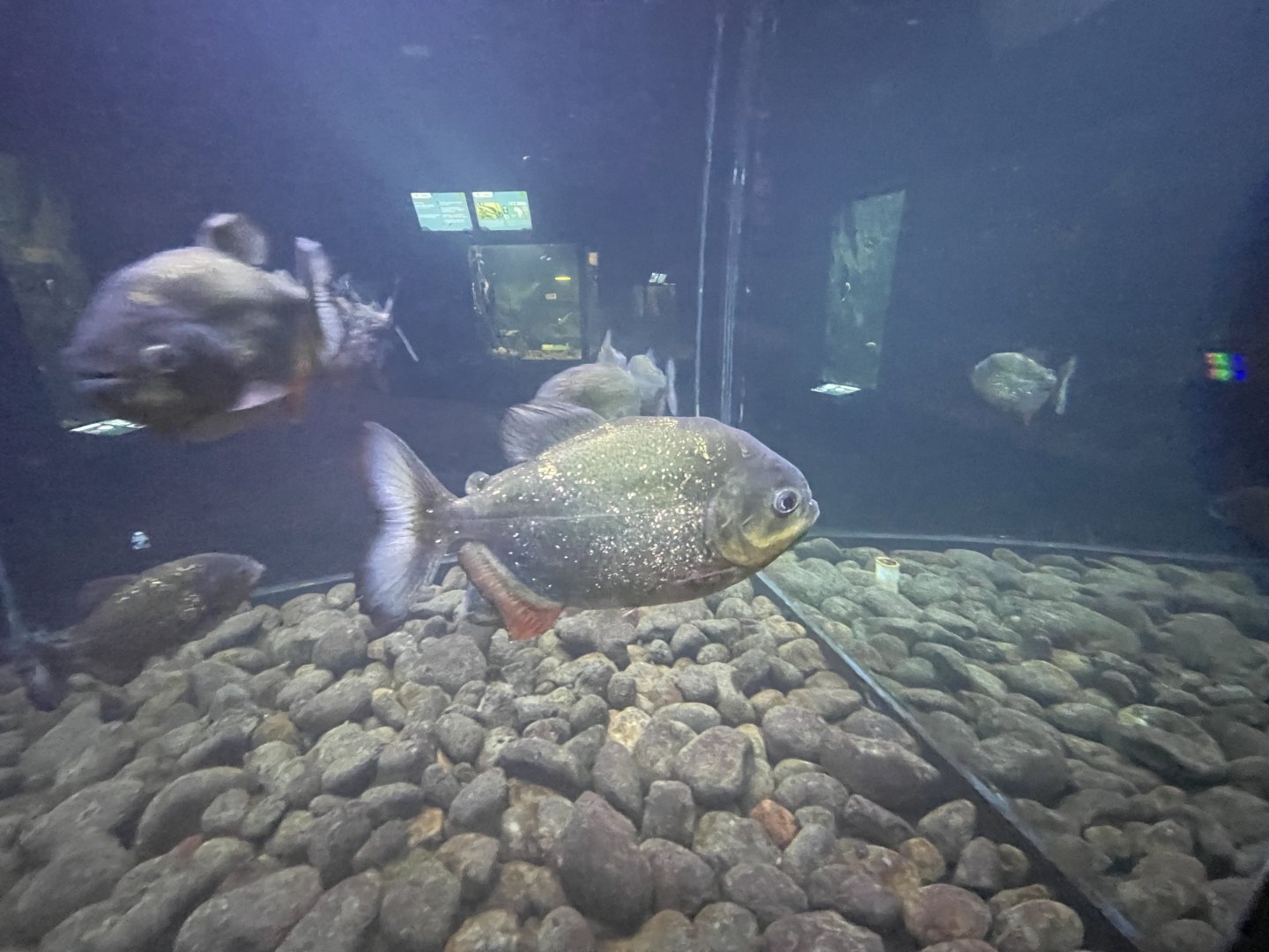 red-bellied piranha (pygocentrus nattereri) - dunia air tawar