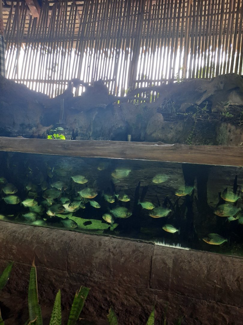 red-bellied piranha (pygocentrus nattereri) exhibit