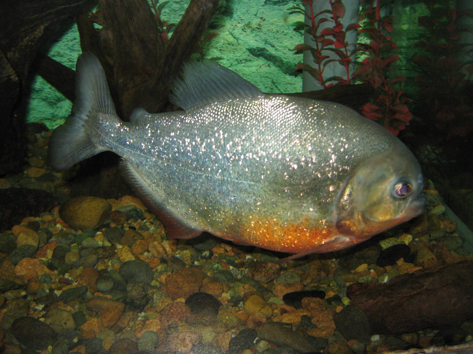 red-bellied piranha (Pygocentrus nattereri)