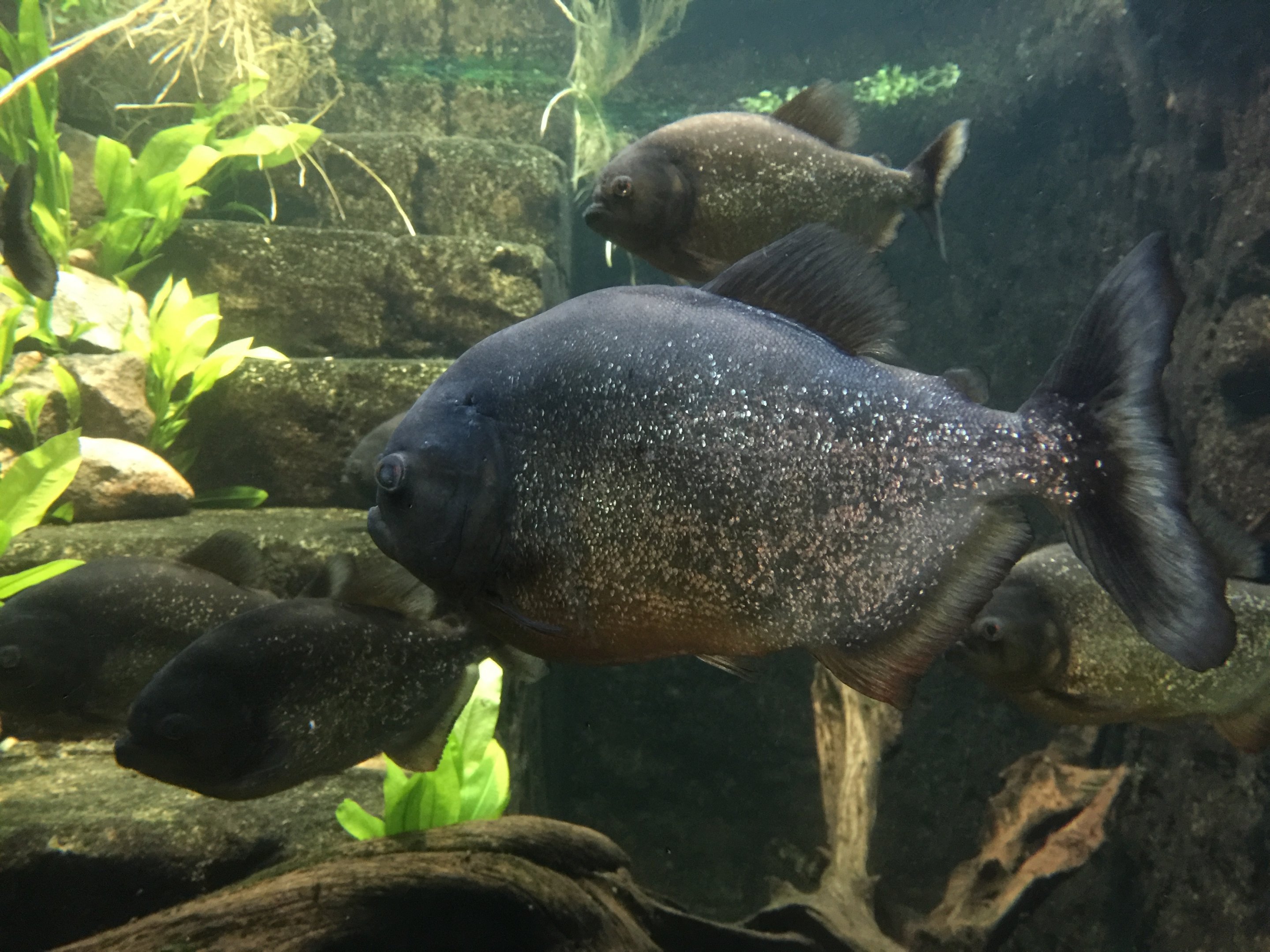 Red-bellied piranha (Pygocentrus nattereri)