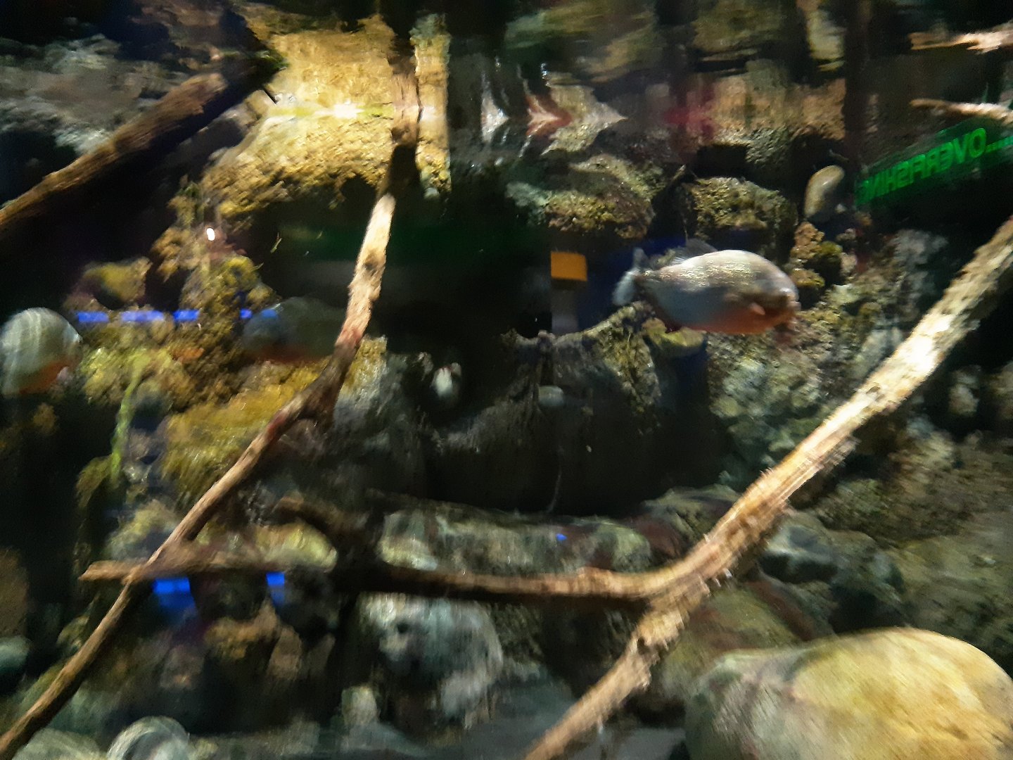 Red-Bellied Piranha (Pygocentrus nattereri)