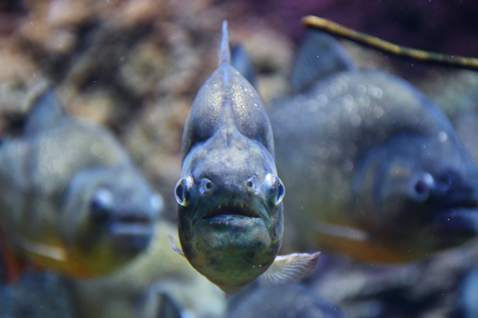 Red-bellied Piranha (Pygocentrus nattereri)