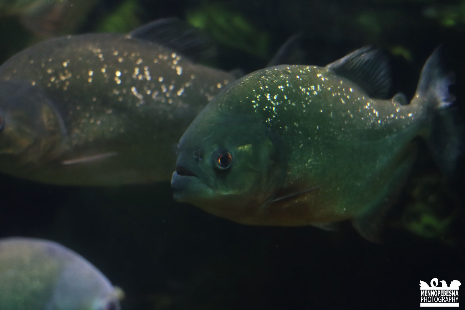 Red-bellied piranha (Pygocentrus nattereri)