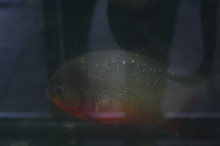 Red-bellied piranha (Pygocentrus nattereri)