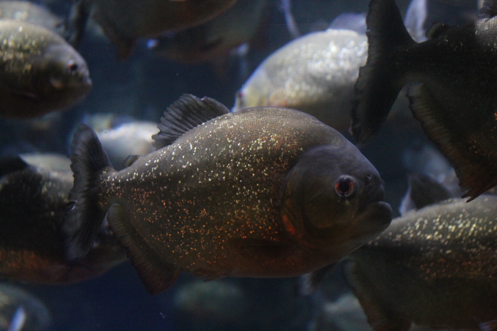 Red-bellied piranha (Pygocentrus nattereri)