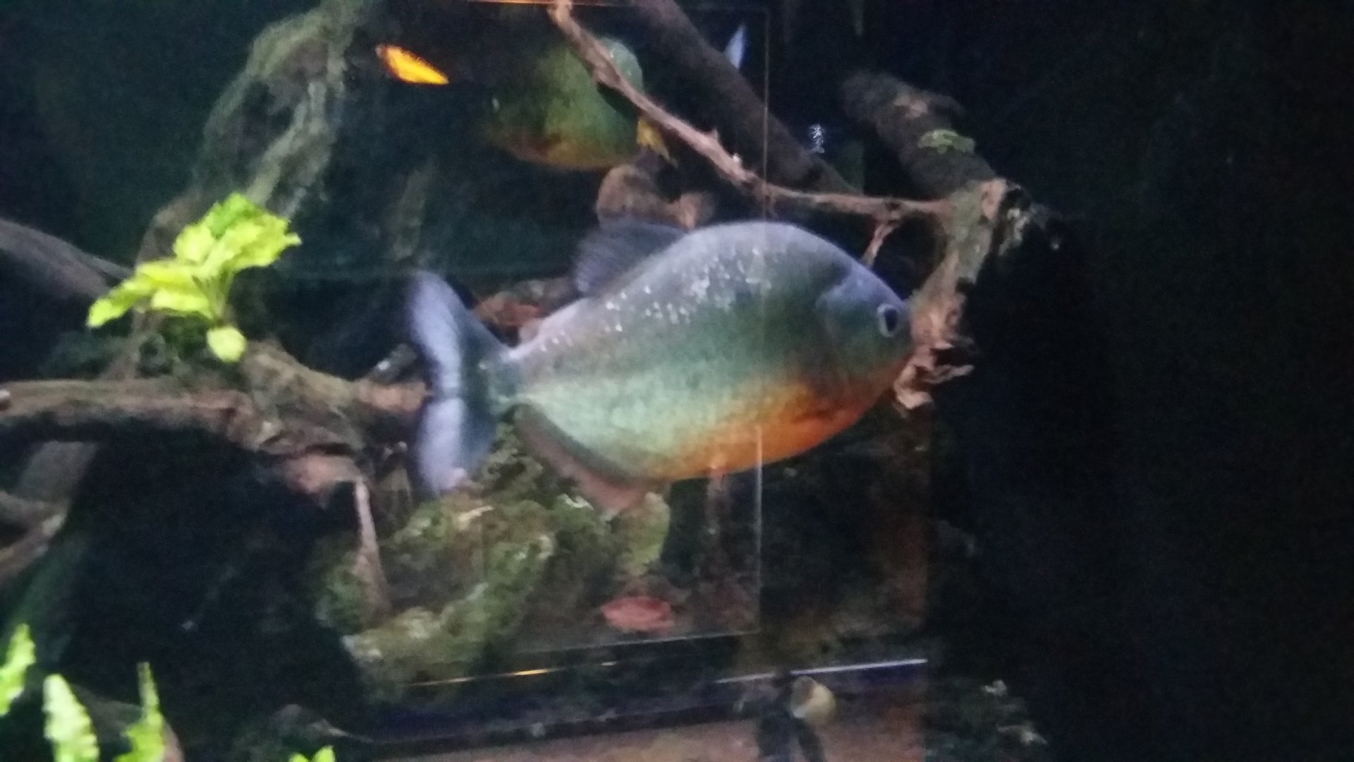 Red-bellied piranha (Pygocentrus nattereri)