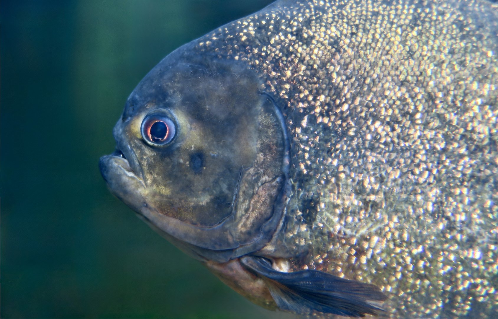 Red-Bellied Piranha (Pygocentrus nattereri)