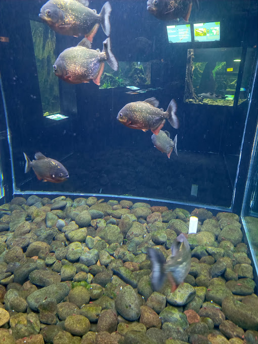Red-bellied Piranha (Pygocentrus nattereri)