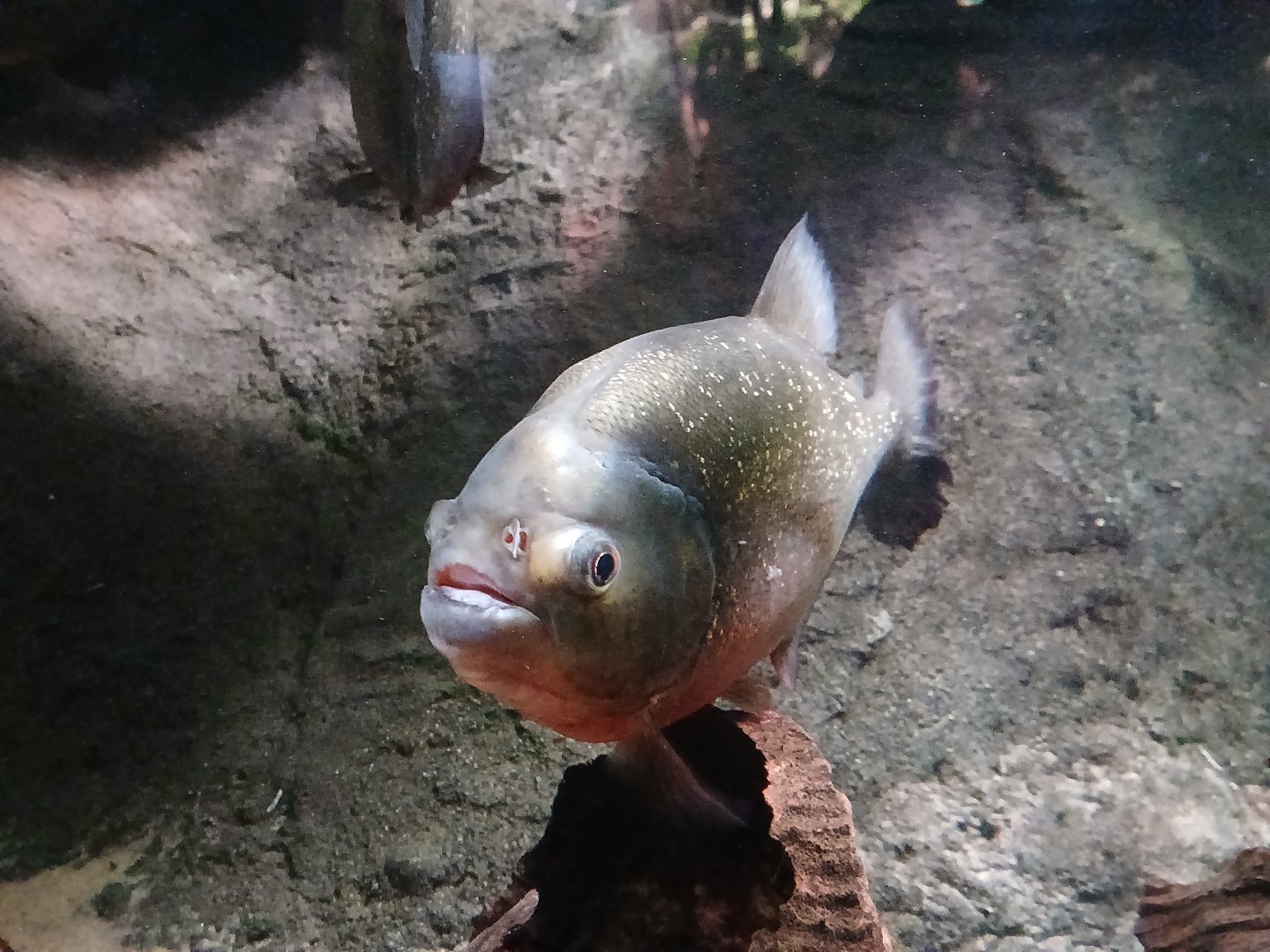 Red-Bellied Piranha - Seen Jan 29 2025