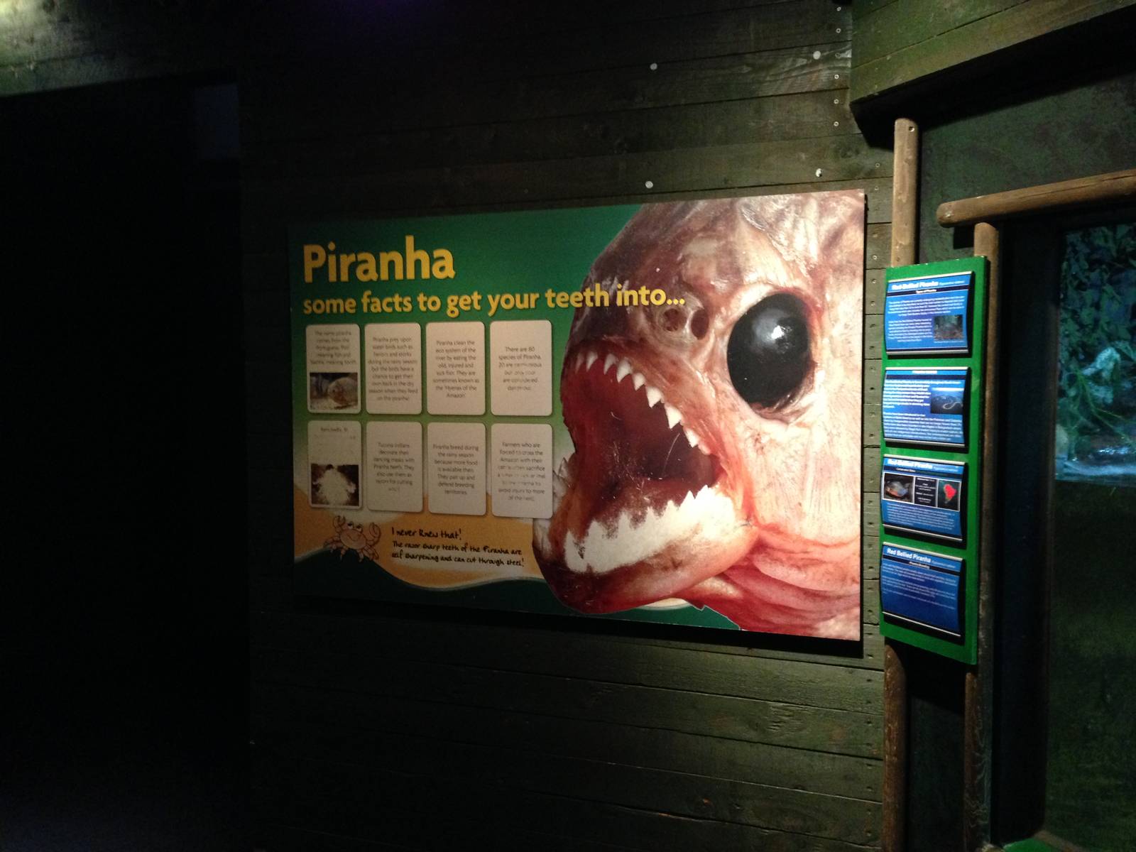 Red-bellied Piranha Signage at Blue Planet Aquarium - 05/10/2013
