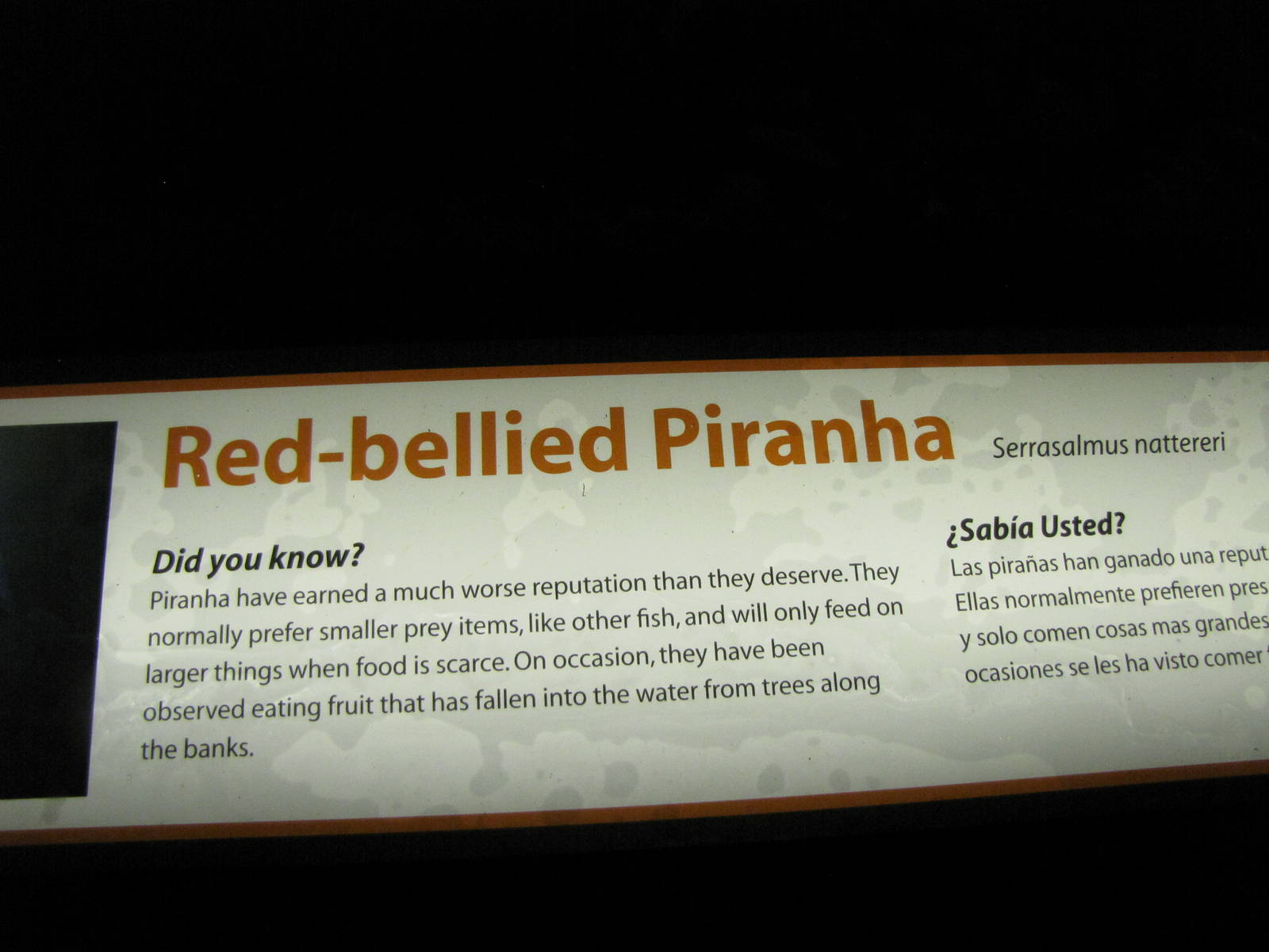 Red-bellied Piranha Signage
