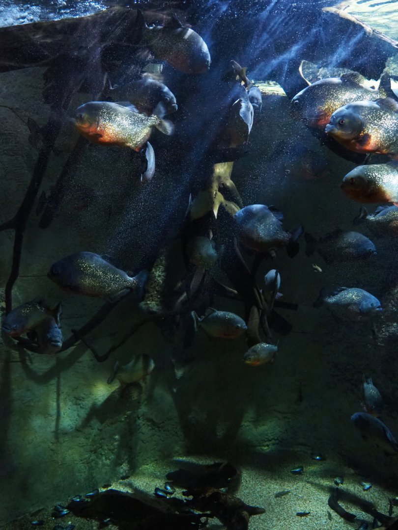 Red-bellied piranha tank, 2019-10-05