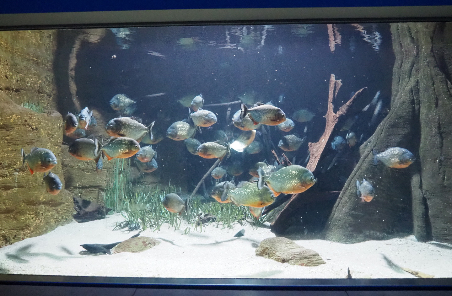 Red-bellied piranha tank, 2021-07-17