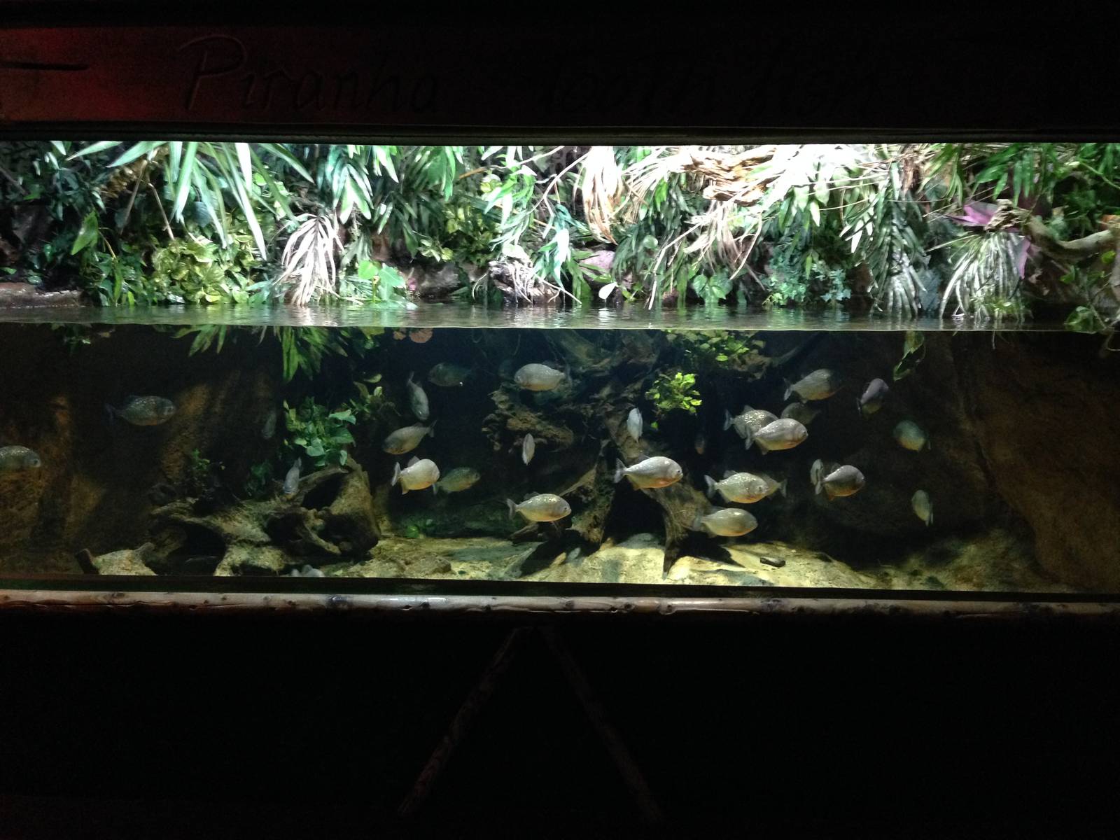 Red-bellied Piranha Tank at Blue Planet Aquarium - 05/10/2013
