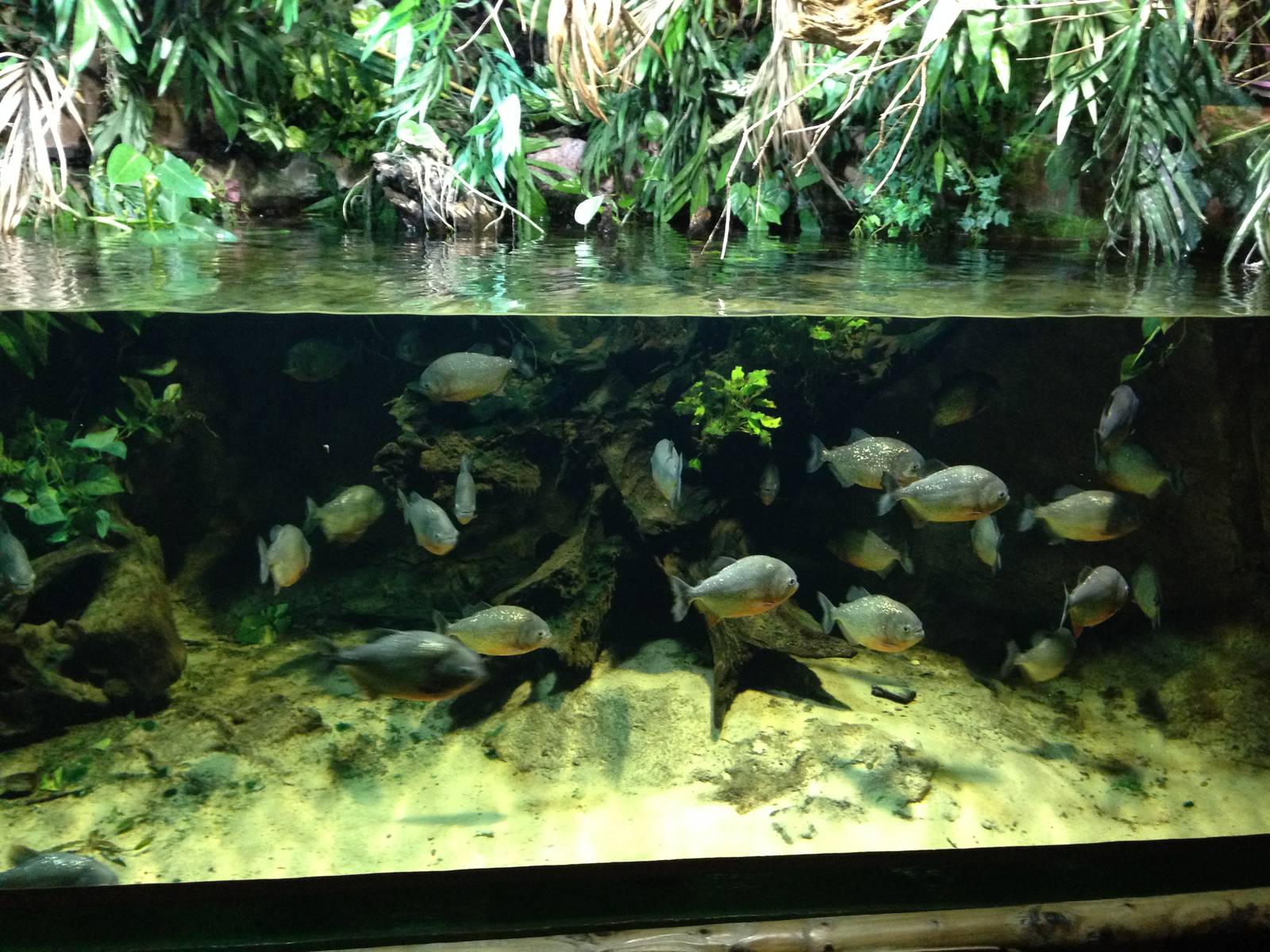 Red-bellied Piranha Tank at Blue Planet Aquarium - 05/10/2013