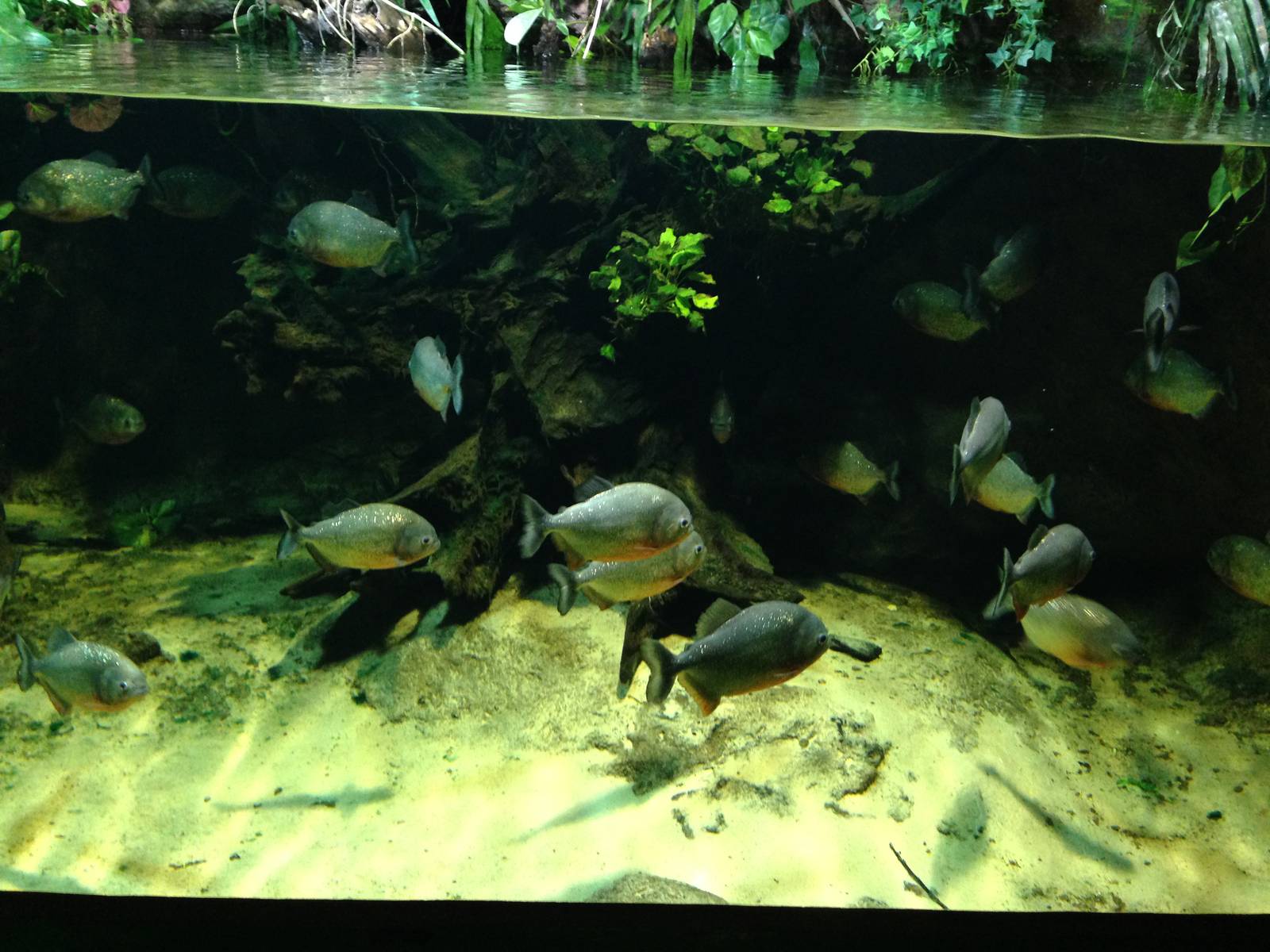 Red-bellied Piranha Tank at Blue Planet Aquarium - 05/10/2013