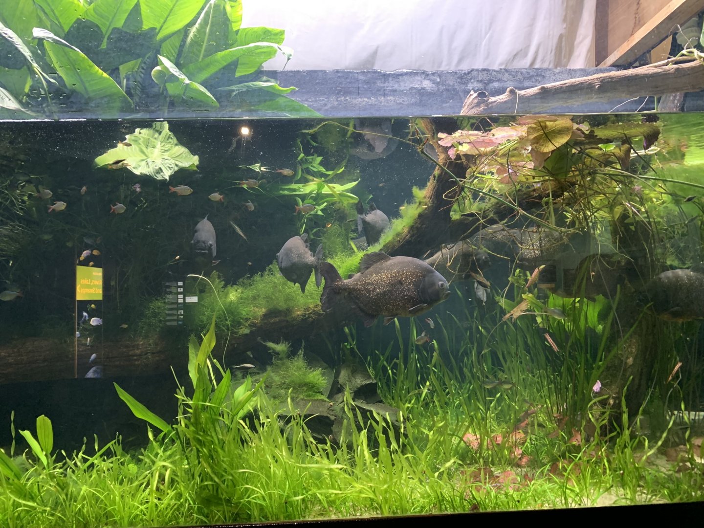 Red-bellied Piranha Tank at London Zoo (2019)