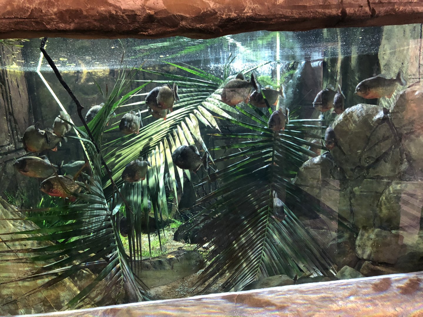 Red-Bellied Piranha Tank at Tropical World (March 2019)