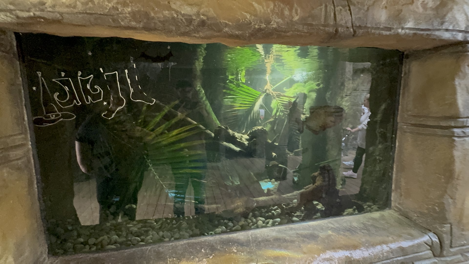 Red-bellied Piranha Tank at Tropical World (October 2024)