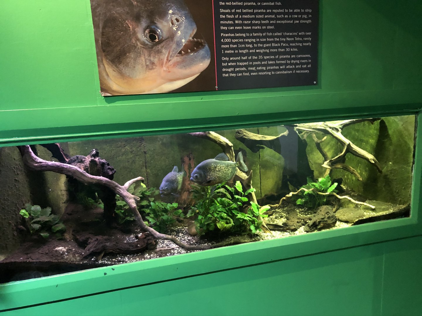 Red-bellied Piranha Tank at Tynemouth Aquarium (2019)