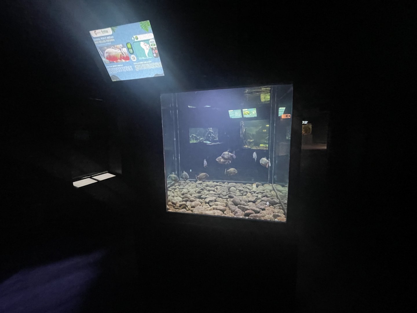 red-bellied piranha tank - dunia air tawar