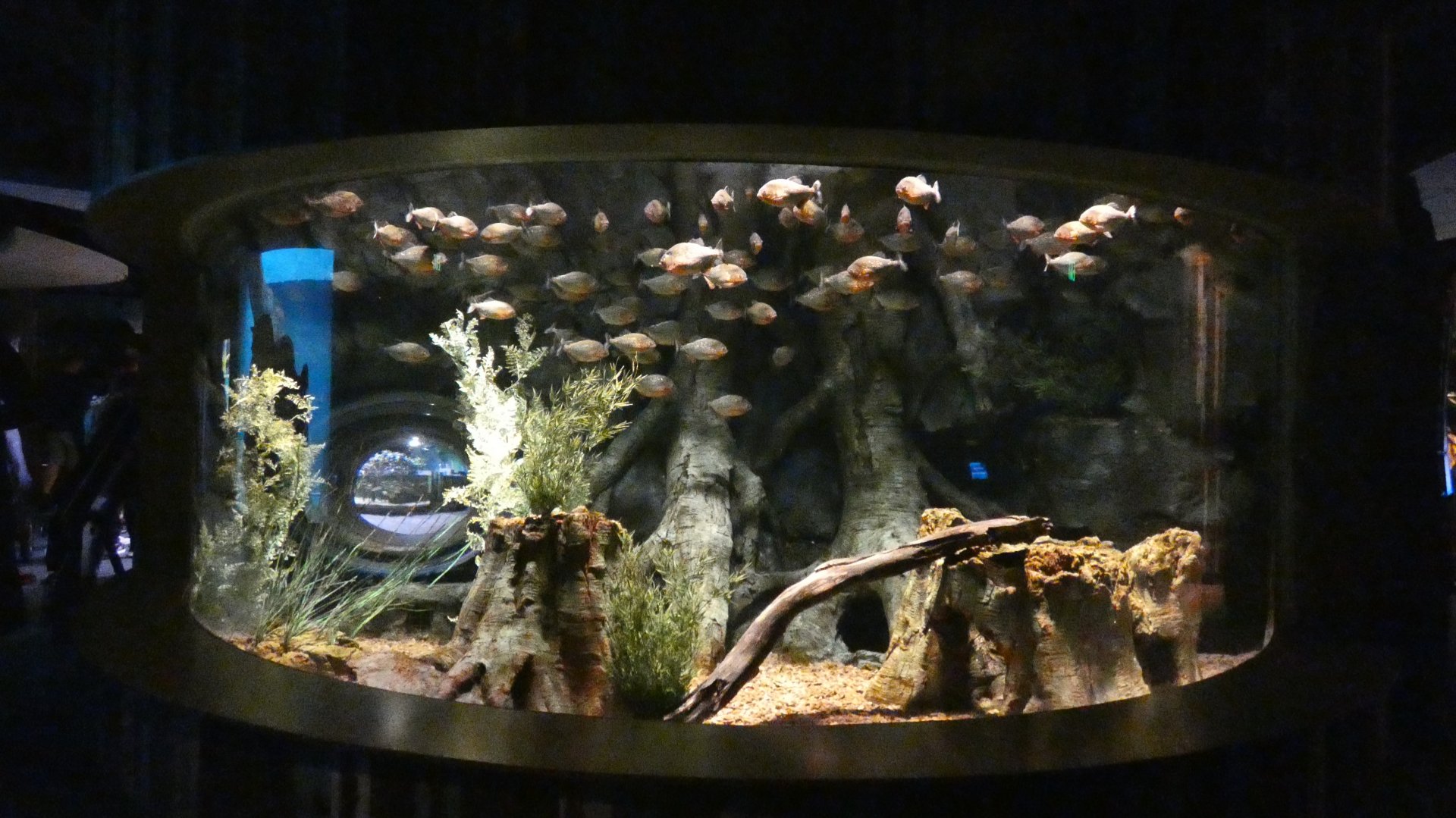 Red-bellied Piranha Tank, Global Rivers - Mar. 2022