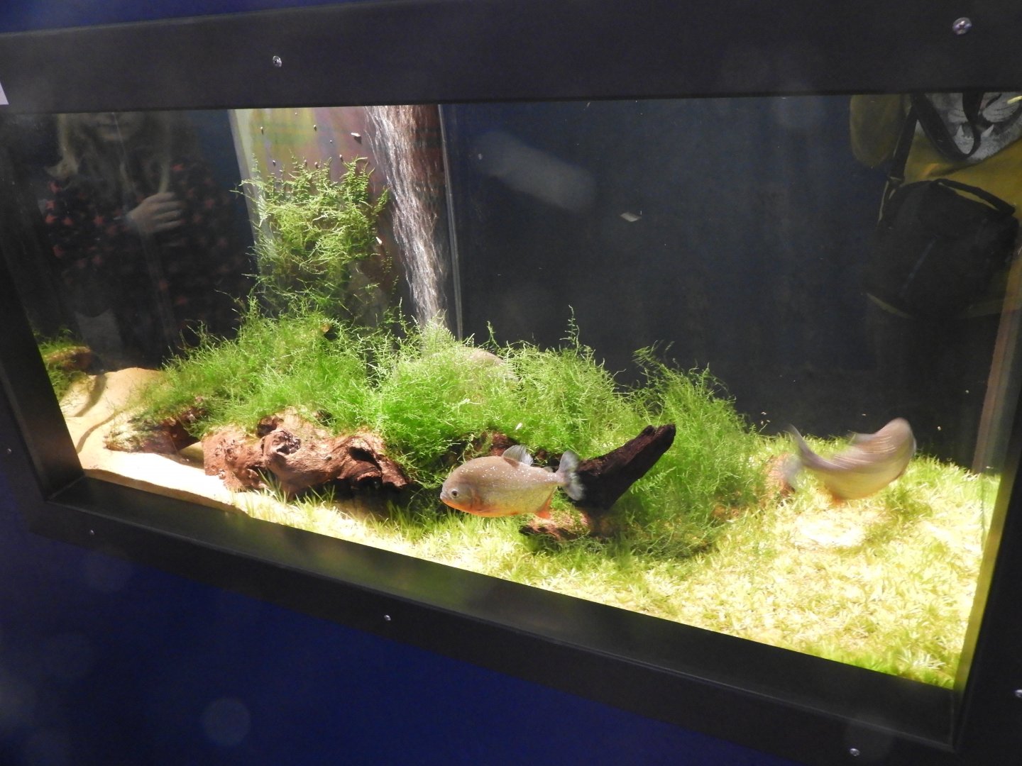 Red-bellied Piranha tank - Weird and Wild - Reiman Aquarium