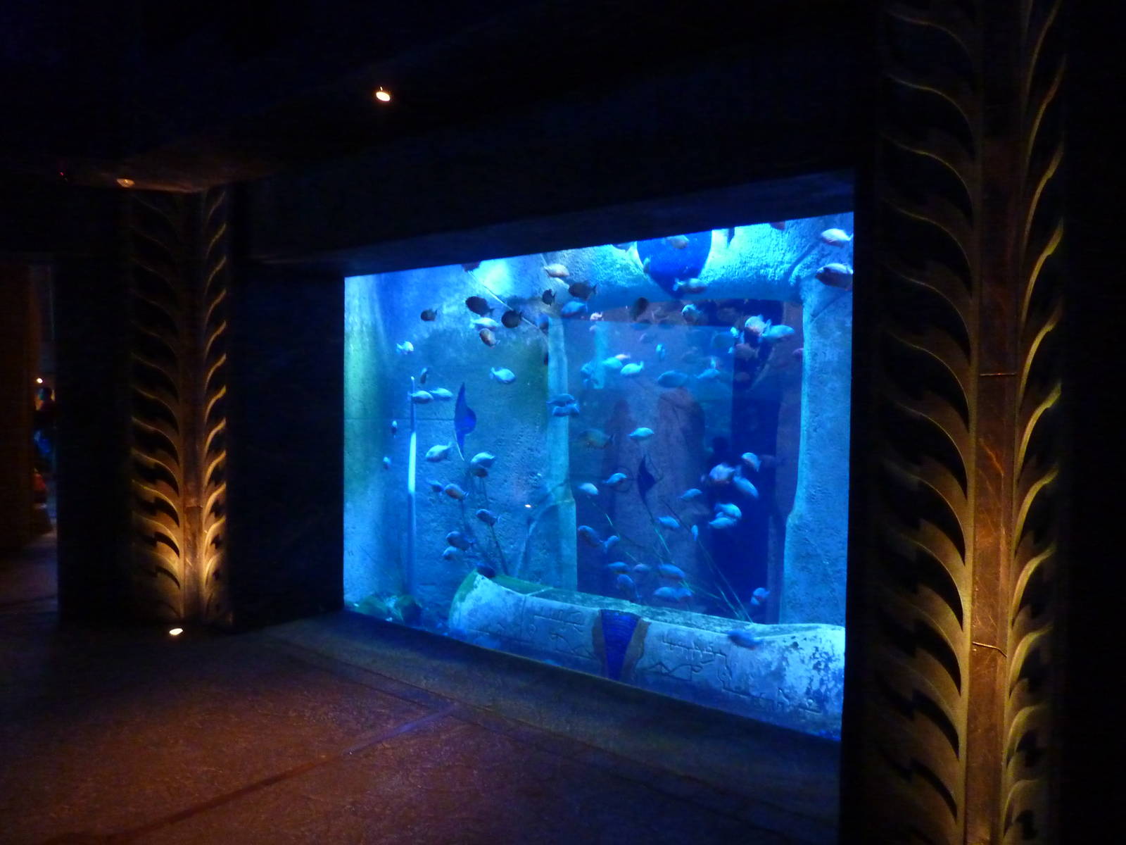 Red-bellied piranha tank