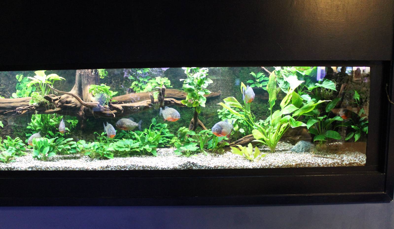 Red-bellied piranha tank