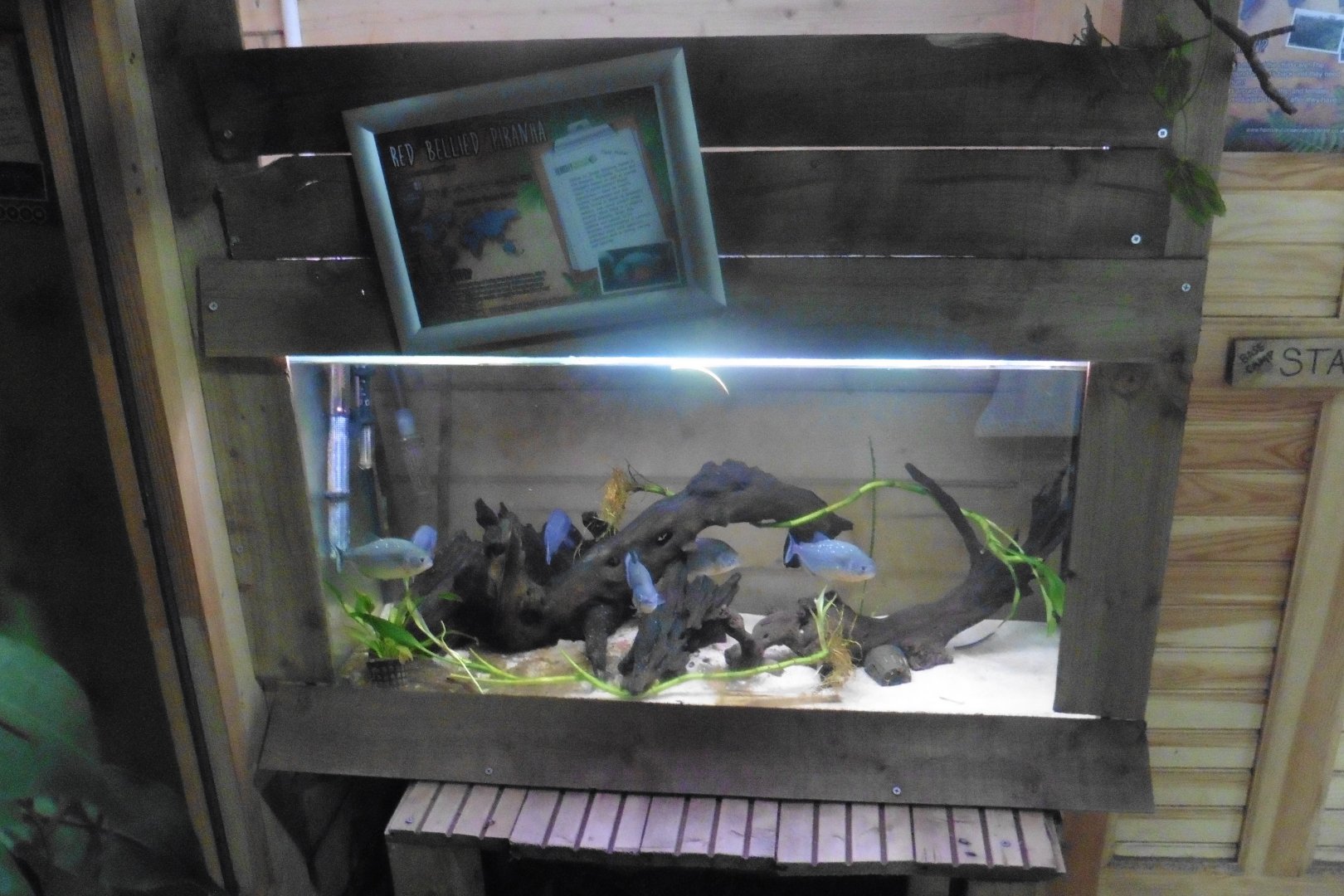 Red-bellied Piranha tank