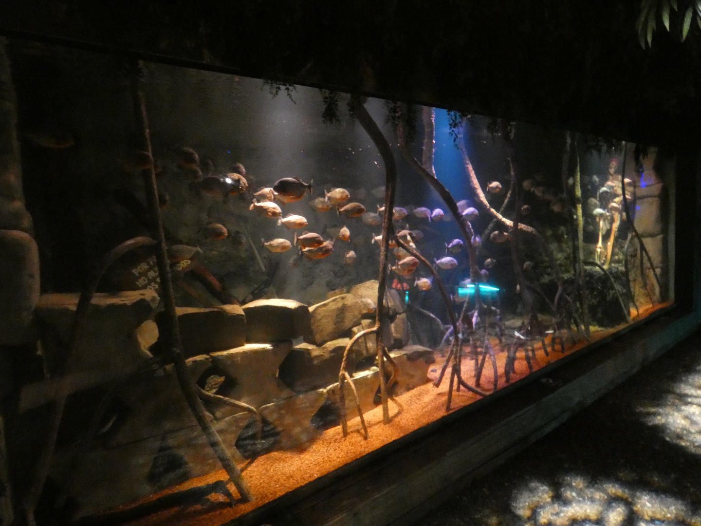 Red-bellied piranha tank