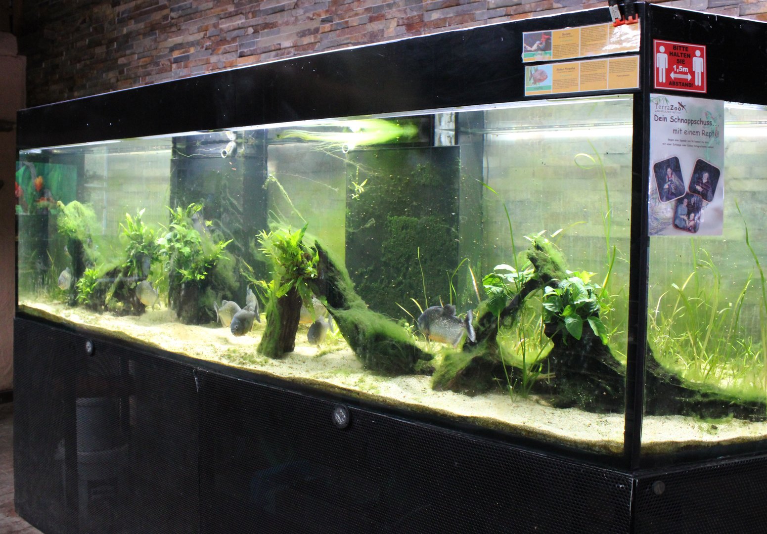 Red-bellied piranha tank