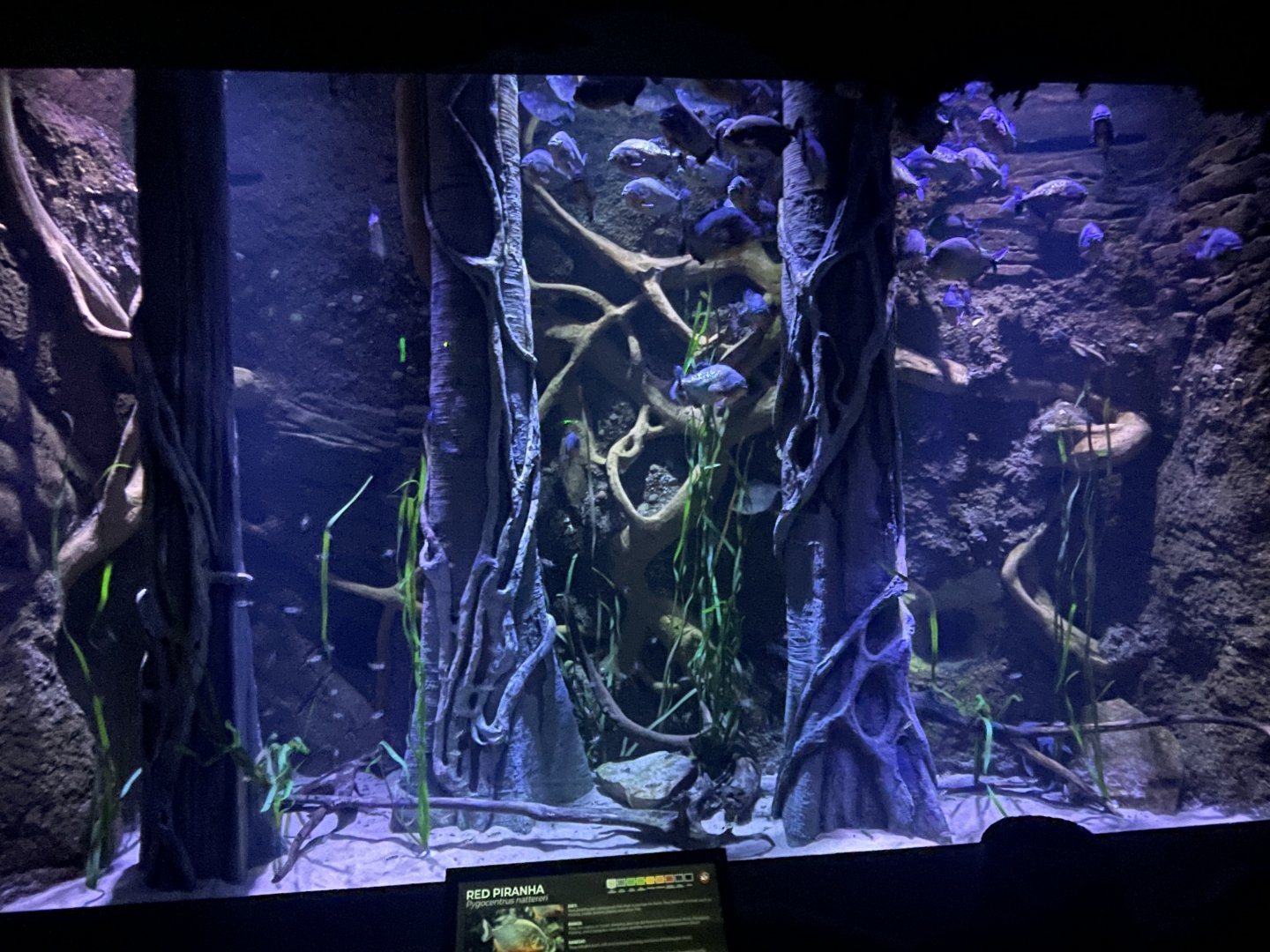 Red-bellied Piranha Tank