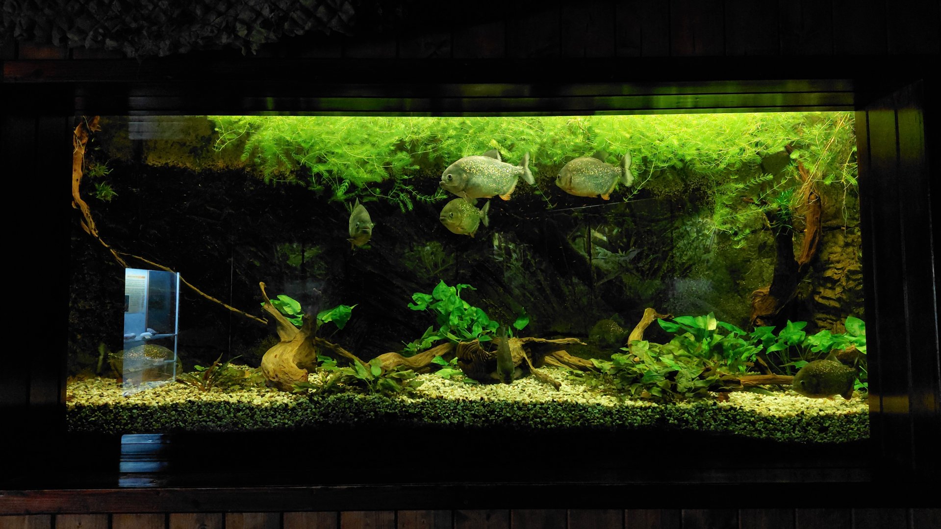 Red-bellied piranha tank