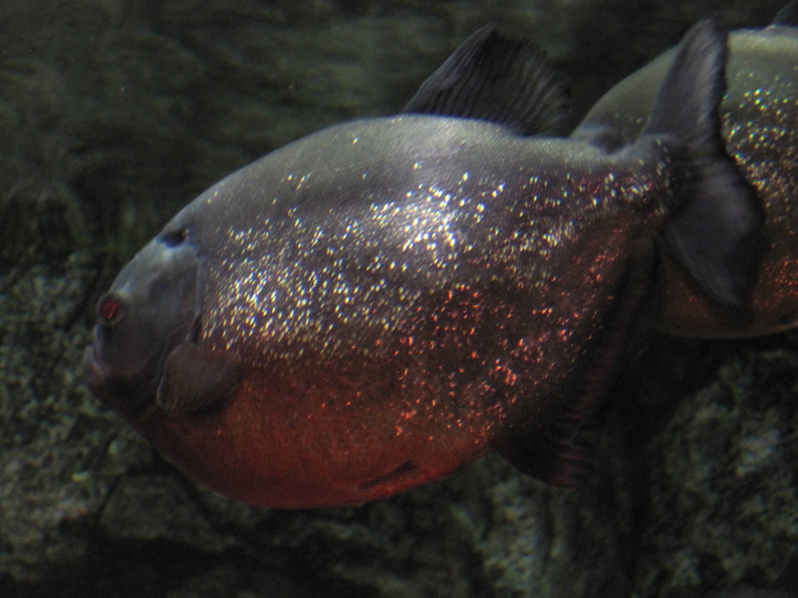 Red-Bellied Piranha