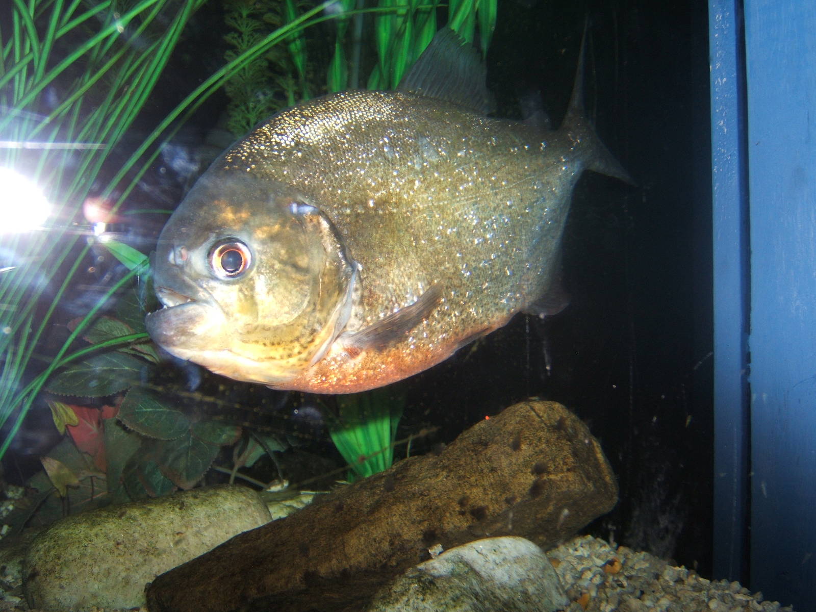 Red-bellied Piranha