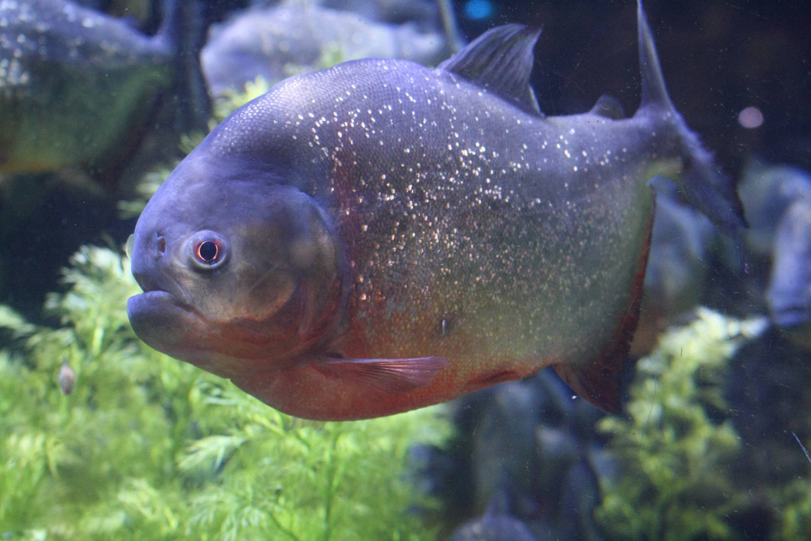 Red Bellied Piranha
