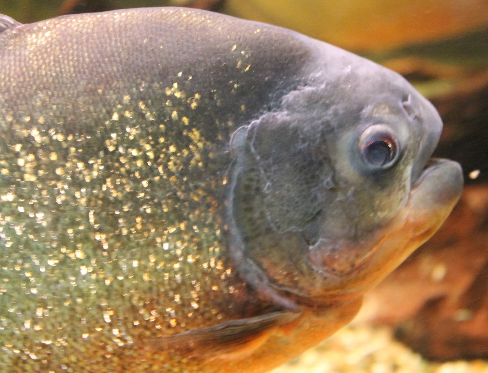 Red-bellied piranha