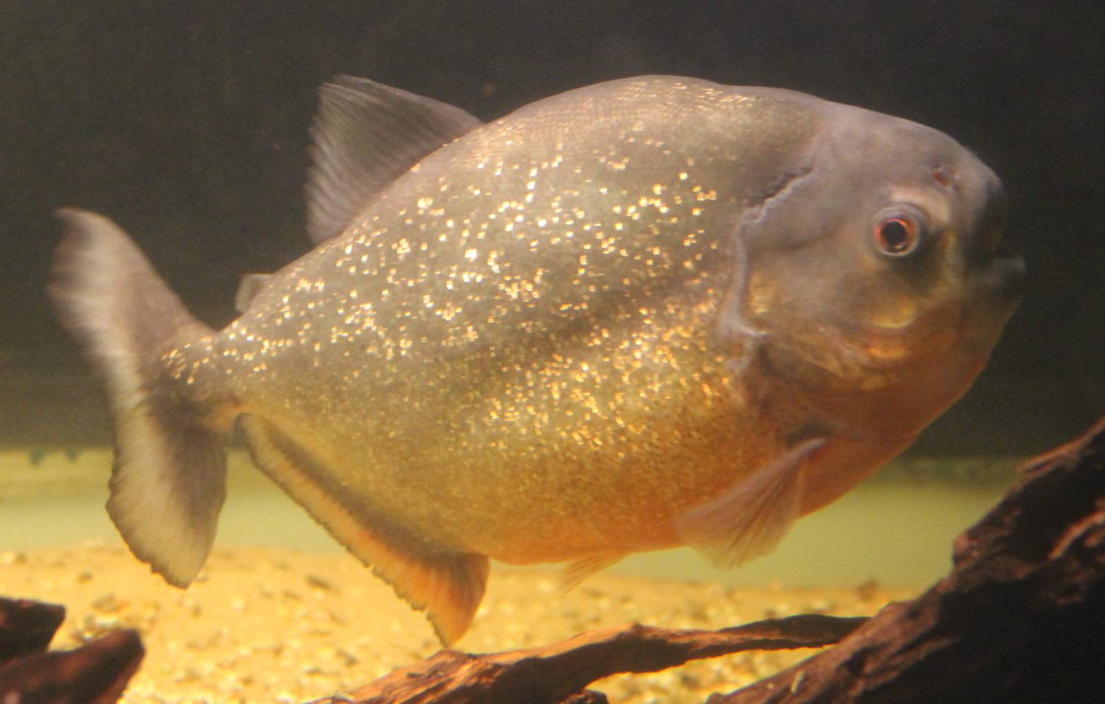 Red-bellied piranha